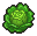 Cabbage