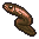 Eel