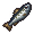 Mackerel