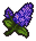 Night flower