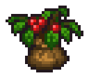Bush Seedling