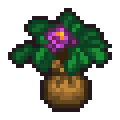 Rhododendron Seedling