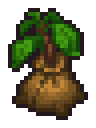 Apple Tree Seedling